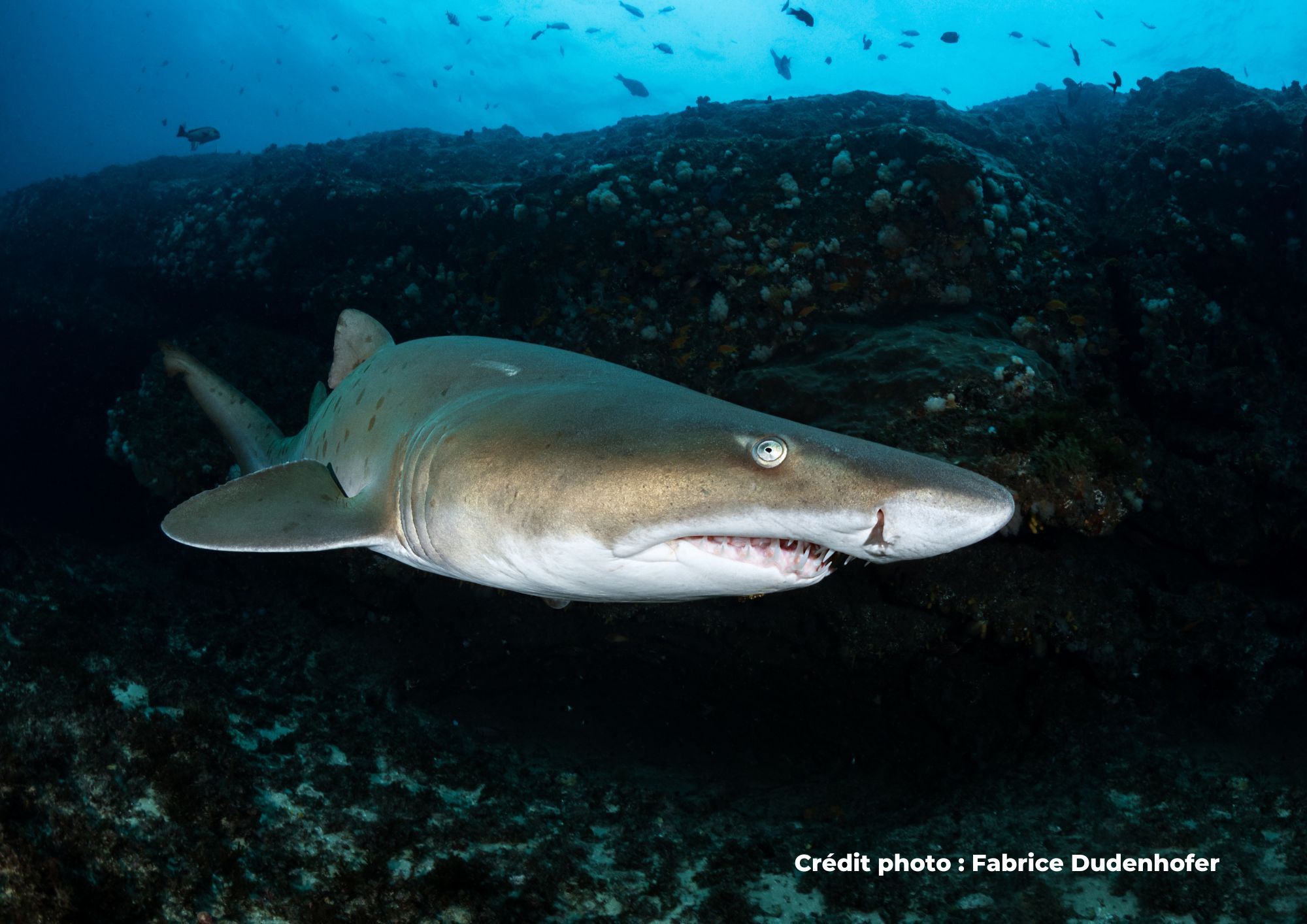requin